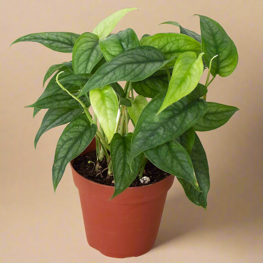 Monstera 'Siltepecana'
