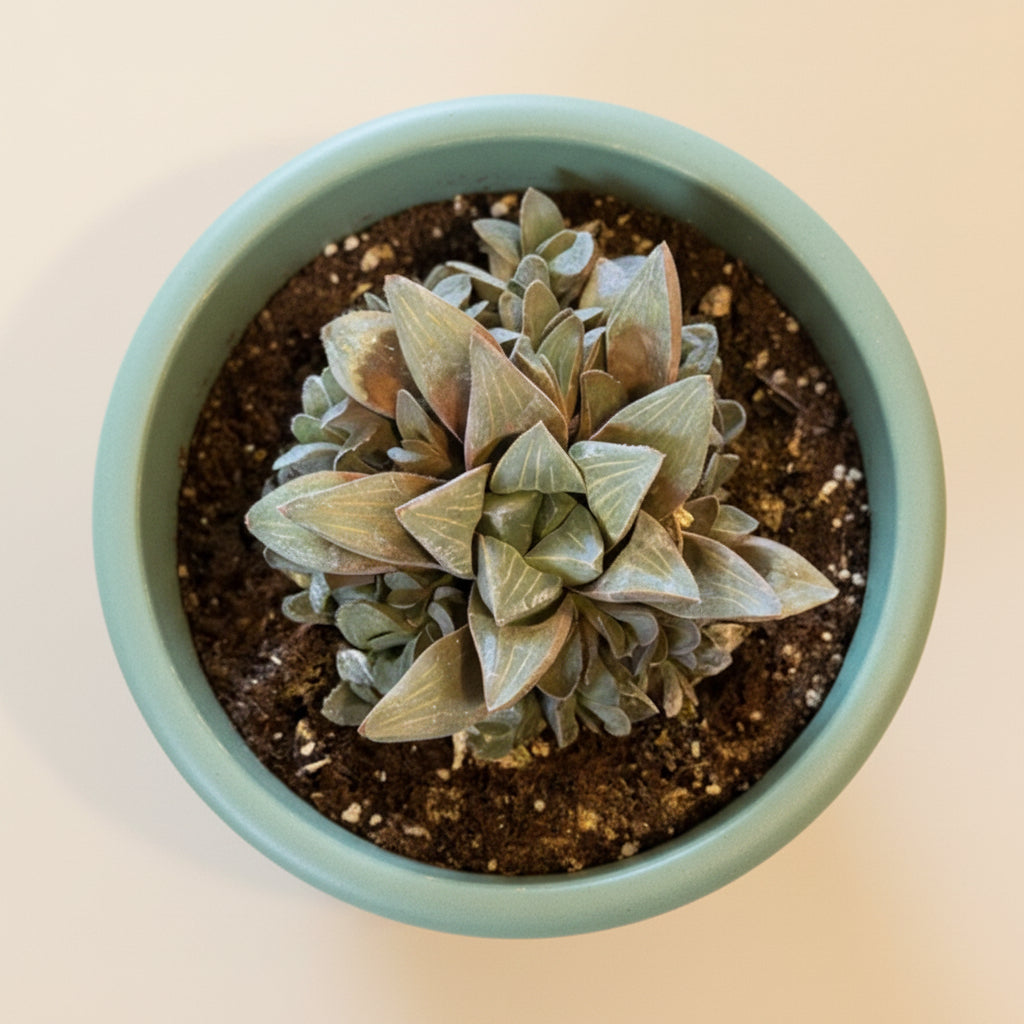 Haworthia mutica in a 4.5” Grower’s Pot
