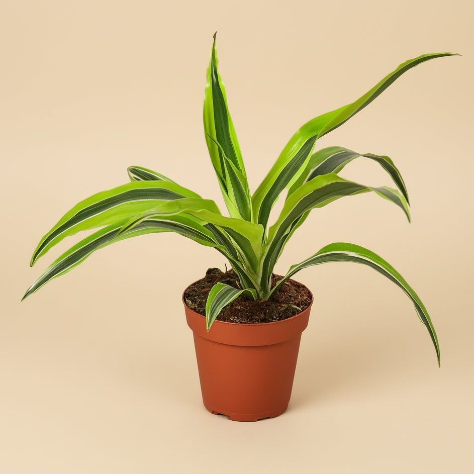 Dracaena Deremensis 'Lemon Lime'