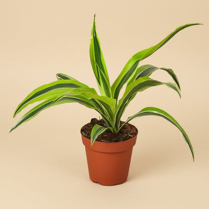 Dracaena Deremensis 'Lemon Lime'