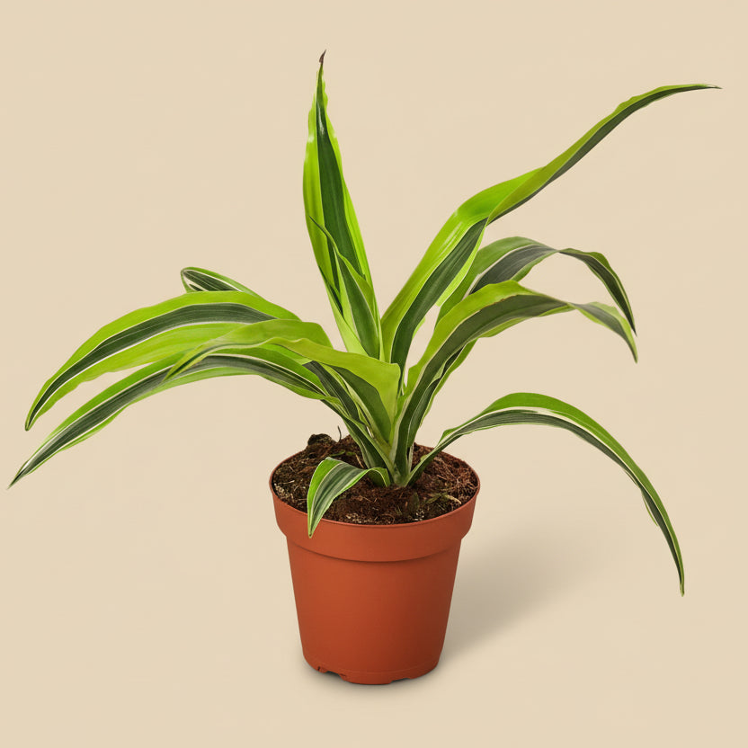 Dracaena 'Lemon Lime'