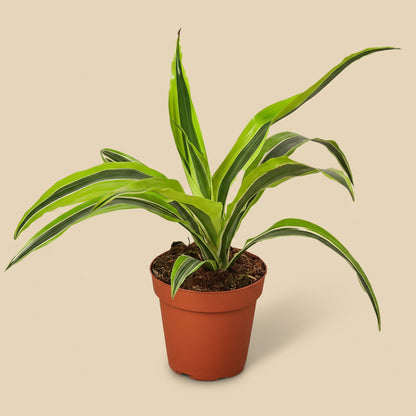 Dracaena 'Lemon Lime'