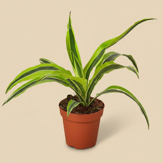 Dracaena 'Lemon Lime'