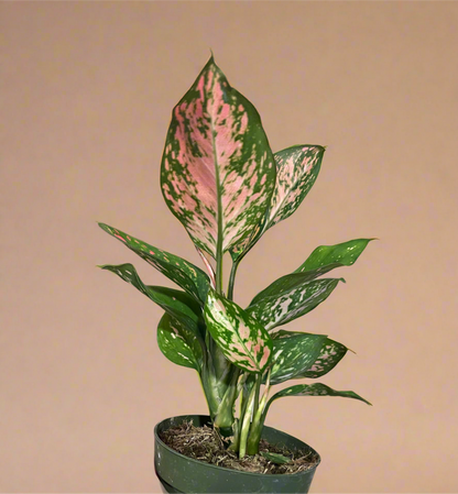 4” Aglaonema ‘Lady Valentine’