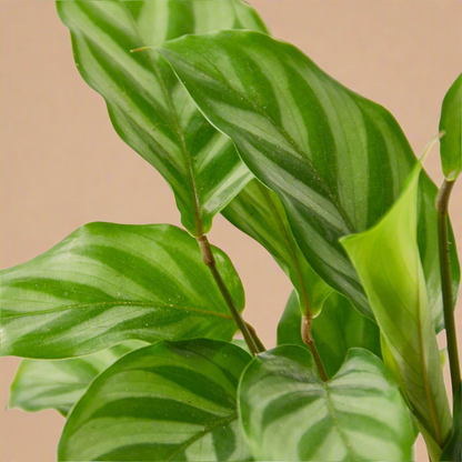 Calathea Concinna 'Freddie'