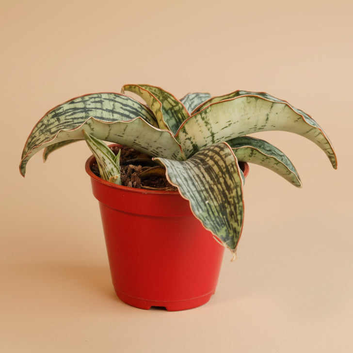 sansevieria cleopatra hybrid Cleopatra Snake Plant - Sanseveria