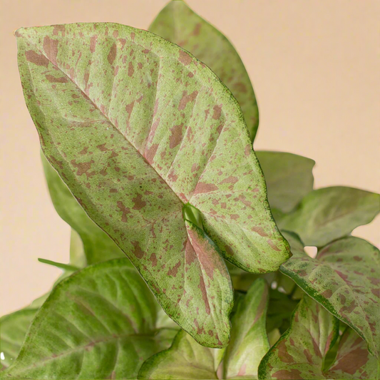 Syngonium 'Confetti'