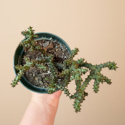 Edithcolea grandis- Persian Carpet Flower