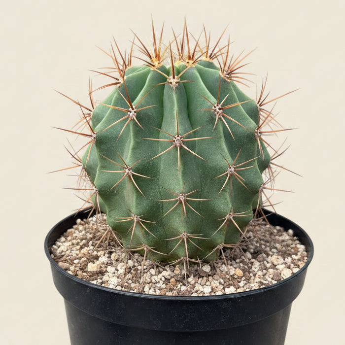 Ferocactus histrix 8” pot
