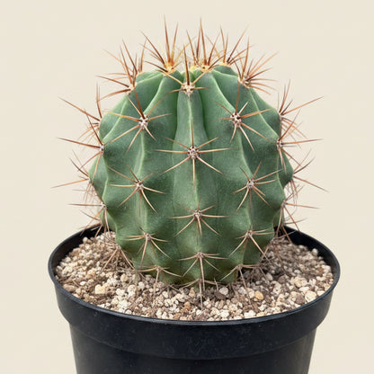 Ferocactus histrix 8” pot