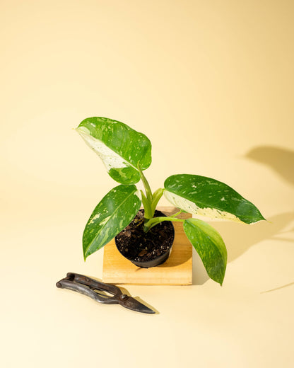 4" Philodendron 'Jose Buono Fiesta'
