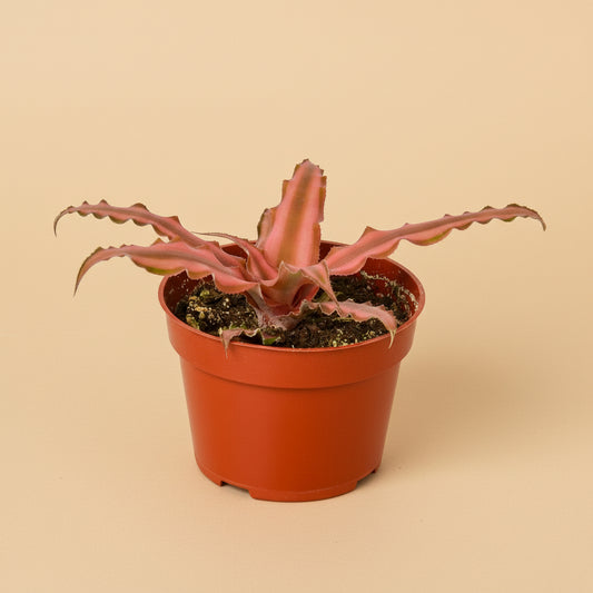 Cryptanthus 'Pink Star' - 4" Pot