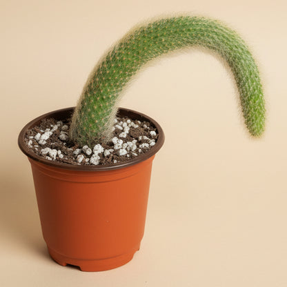 Monkey Tail Cactus 4” Pot