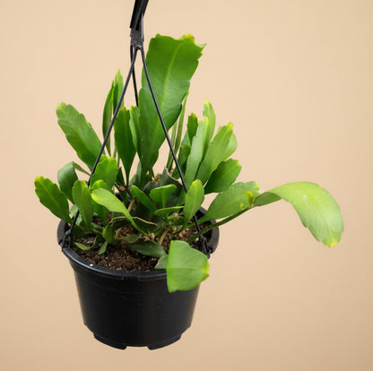 Epiphyllum Orchid Cactus 10” HB