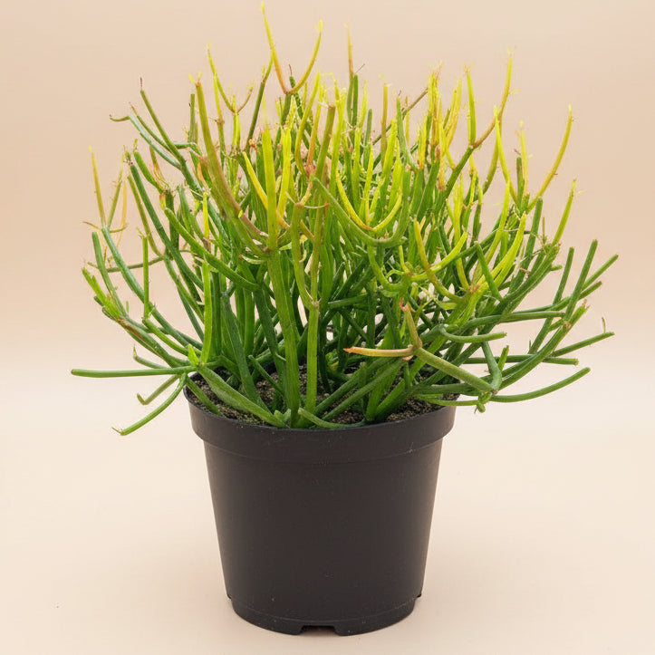 Fire Sticks Cactus - Euphorbia Tirucalli 8” pot