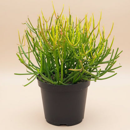 Fire Sticks Cactus - Euphorbia Tirucalli 8” pot