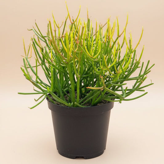 Fire Sticks Cactus - Euphorbia Tirucalli 8” pot