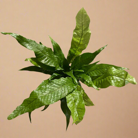 4” Crocodile Fern - Microsorum Musifolium ‘Crocodyllus’