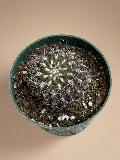 4.5” Neochilenia Carrizalensis Cactus