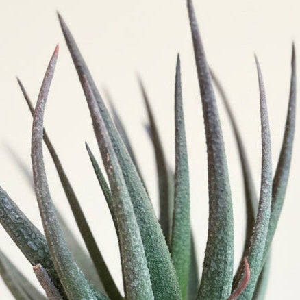 Gasteraloe Midnight - aloe fragilis 4.5” pot