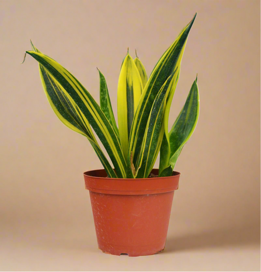 Sansevieria Trifasciata 'Gold Flame'