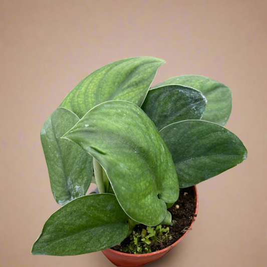 Scindapsus Pictus ‘Jade Satin’