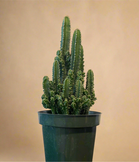 4.5” Fairy Castle Cactus