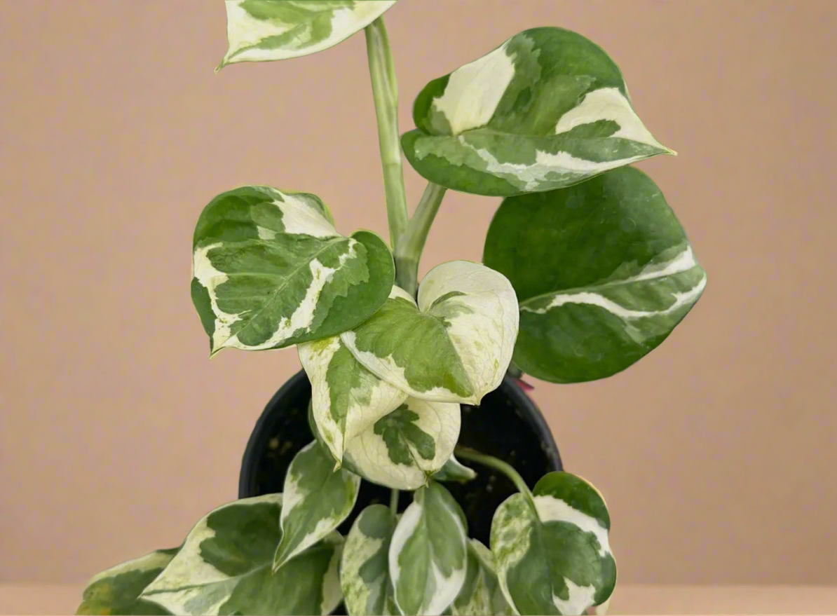 4” Pothos ‘N’Joy’ Epipremnum