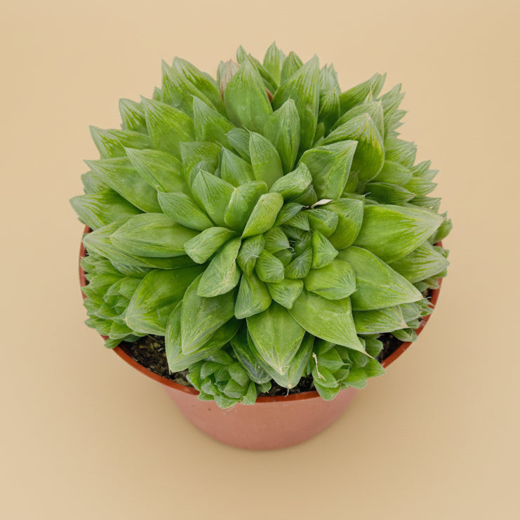 Cathedral Window Haworthia Cymbiformis 6”