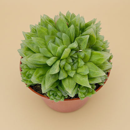Cathedral Window Haworthia Cymbiformis 6”
