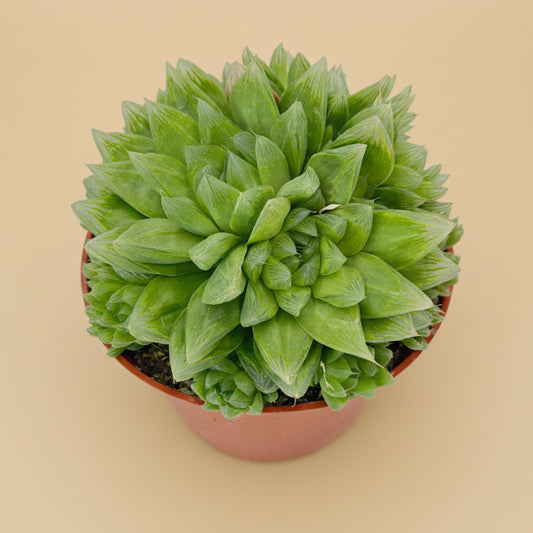 Cathedral Window Haworthia Cymbiformis 6”