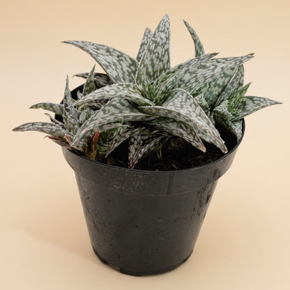 Aloe Blizzard | 3.5 inch | Star Aloe