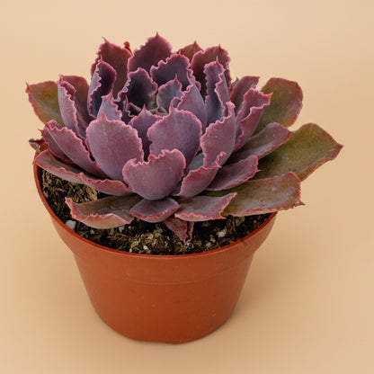 Echeveria Purple Dancer | 4 inch