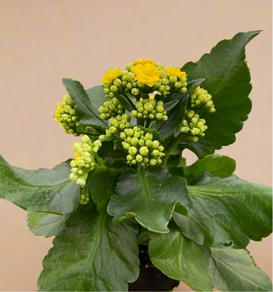 Kalanchoe