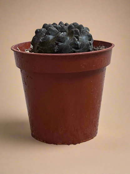 3.5” Eriosyce Oculta