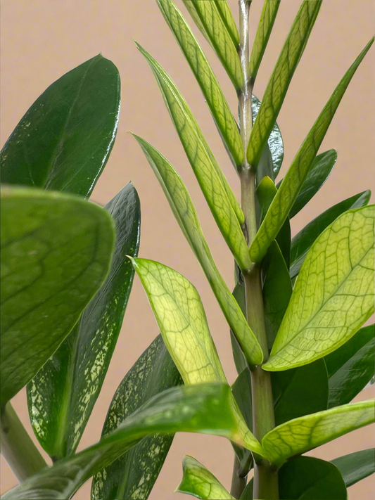 ZZ 'Chameleon'