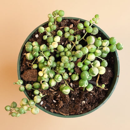 Variegated String of Pearls-4.5” pot