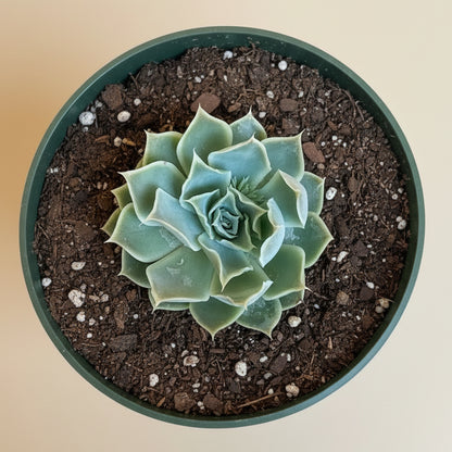 Echeveria Simulans 'Laguna Sanchez' 4.5” Pot