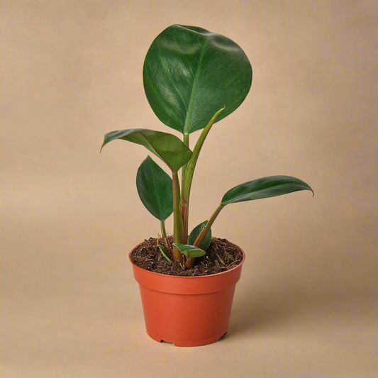 Philodendron 'Congo Rojo'