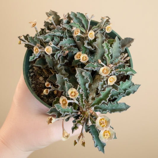 Euphorbia Decaryi - 4.5” pot