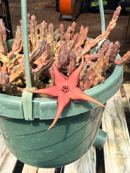 Stapelia paniculata v. scitula 6” Hanging Basket