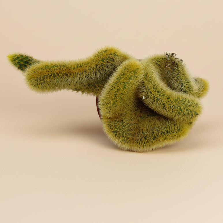 Crested Golden Rat Tail | 2.5 inch | Cleistocactus winteri cristata