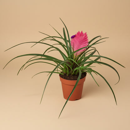 Bromeliad Cyanea 'Pink Quill'
