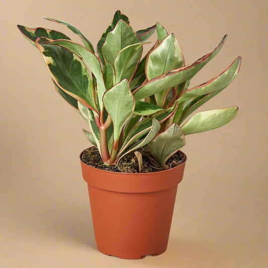 Peperomia 'Ginny'