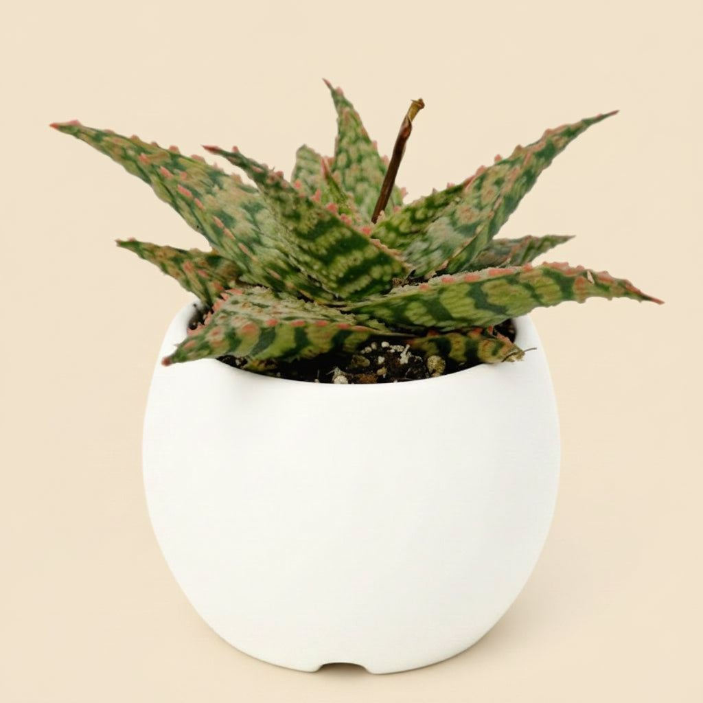 Aloe Firecracker | 2.5 inch | Star Aloe Hybrid