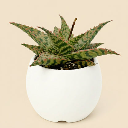 Aloe Firecracker | 2.5 inch | Star Aloe Hybrid