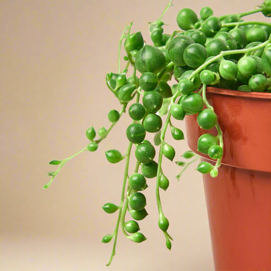 String of Pearls - Senecio Rowleyanus