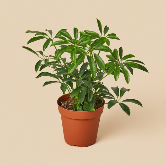 Schefflera Arboricola 'Umbrella'