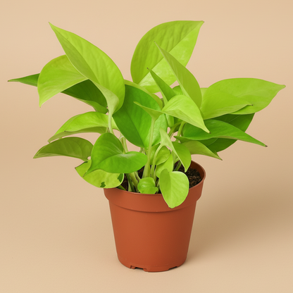 Pothos 'Neon'