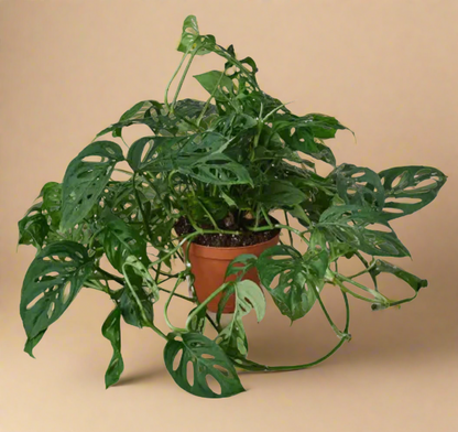 4” Monstera Adansonii - Swiss Cheese Plant